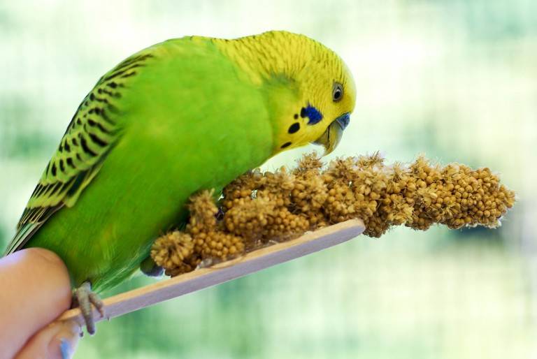 Правильный рацион питания волнистых попугайчиков
