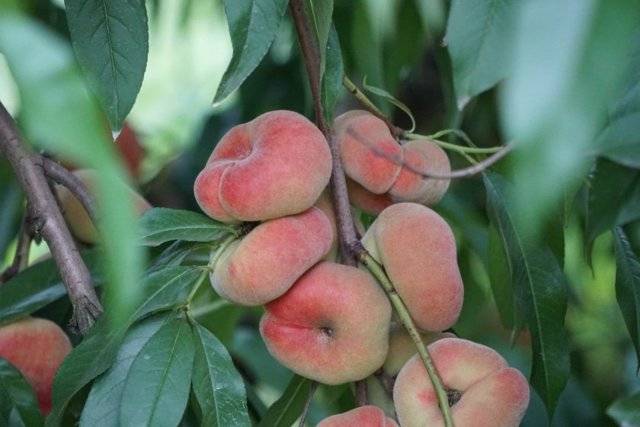 Технология выращивания инжирного персика на даче
