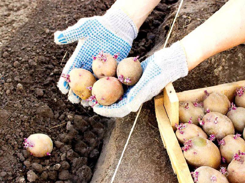 Чем и как удобрять картофель весной, при посадке в лунку, летом и осенью, правила подготовки картофельной грядки