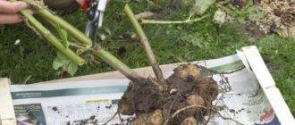 Георгины: стоит ли выкапывать корневища осенью и как хранить их зимой