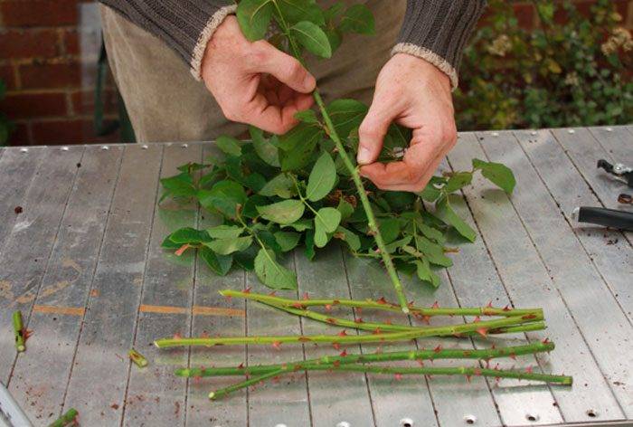 Это интересно. пошаговая инструкция о том, как вырастить розу в картошке и ухаживать за ней
