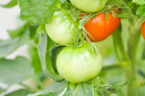 Удобрение Кристалон — применение для томатов