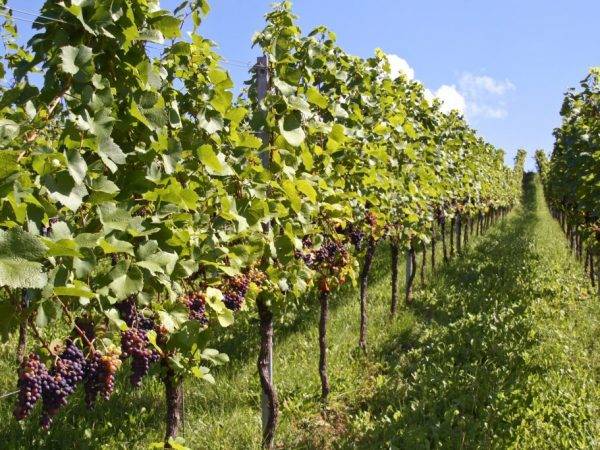 Правила посадки винограда – соблюдаем технологии и главные особенности