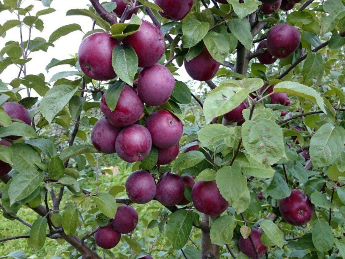 Яблоки с красной мякотью – что это за сорта и чем они лучше обычных