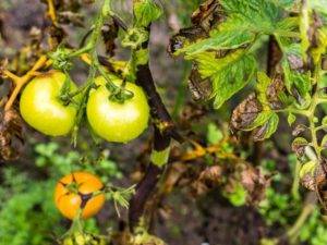 12 эффективных рецептов для борьбы с фитофторой томатов