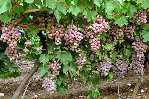 Размножение винограда отводками: способы получения крепких саженцев