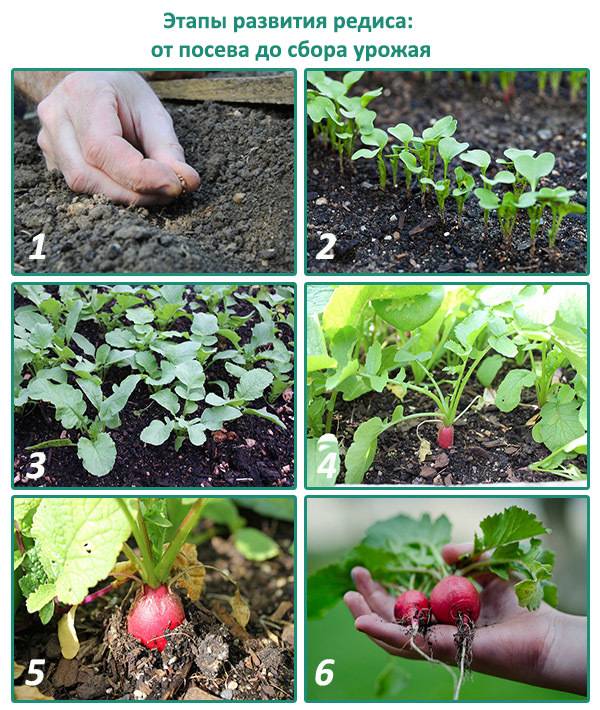 Как посадить редиску в теплицу: весенняя и осенняя посадка редиса
