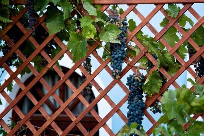 Шпалера для винограда — пошаговая инструкция, как сделать своими руками. обзор популярных конструкций + 90 фото