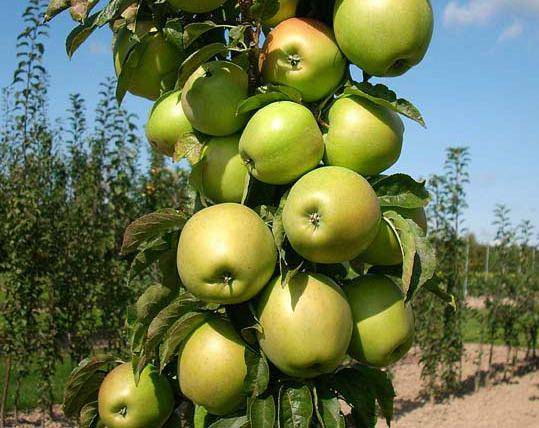 Рассказываем, почему не плодоносит колоновидная яблоня и что делать?
