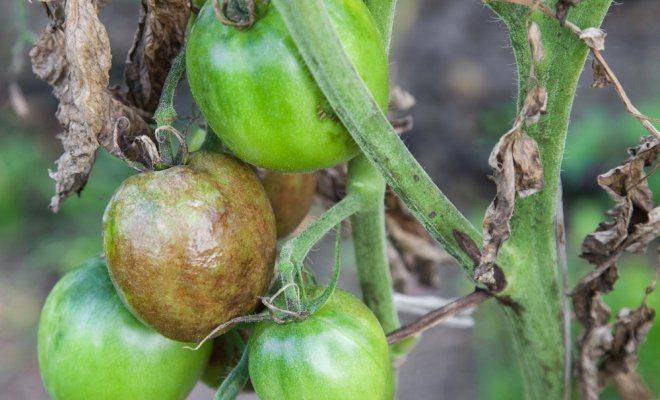 Что такое фитофтороз помидоров и как его лечить