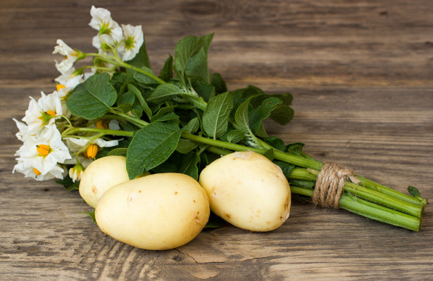 Методика посадки картофеля ростками (без клубней)