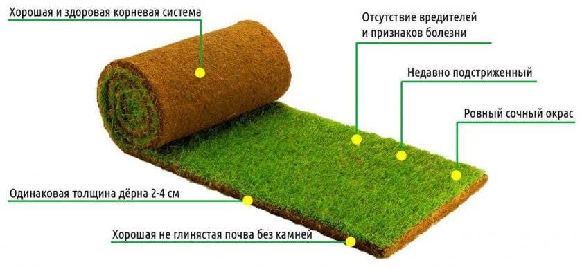 Как сажать газонную траву: инструкции и советы
