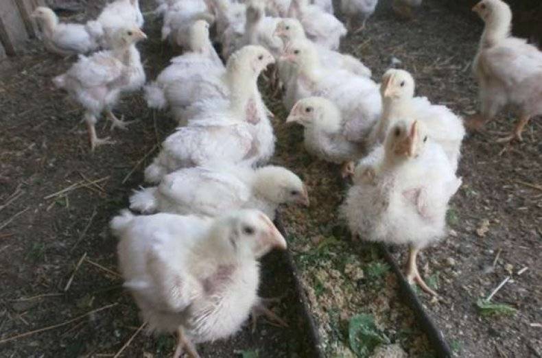 Выбор и выращивание цыплят в домашних условиях