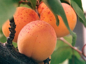 Лучшие сорта абрикоса для подмосковья