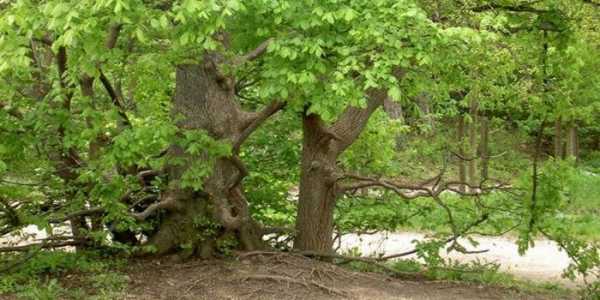 Яркий пример адаптации — дерево вяз