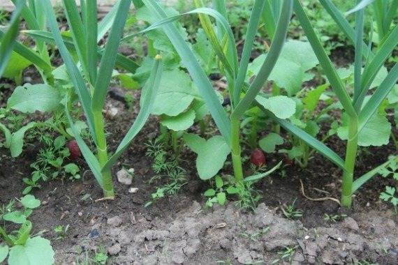 Посев и выращивание редиса в теплице, борьба с вредителями в теплице видео