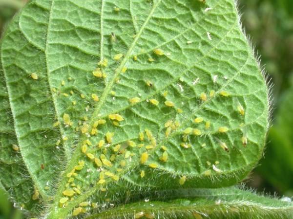 Тля на огурцах (68 фото): контроль за здоровьем растений в тепличных условиях. инструкция от садоводов!