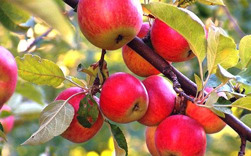 Почему гниют яблоки на яблоне и что делать