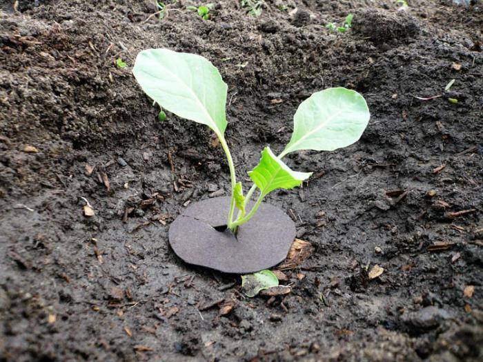 Как вырастить савойскую капусту в открытом грунте
