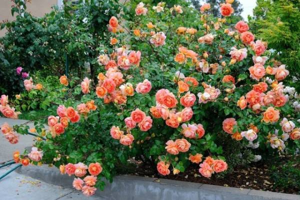 Розы пионовидные. выращивание и уход за ними