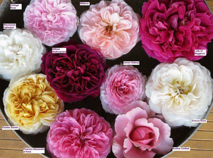 Пионовидная роза – 5 фактов об этом удивительном цветке