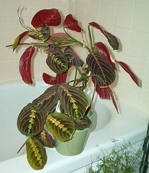 Цветок маранта: посадка и уход за молитвенным растением в домашних условиях