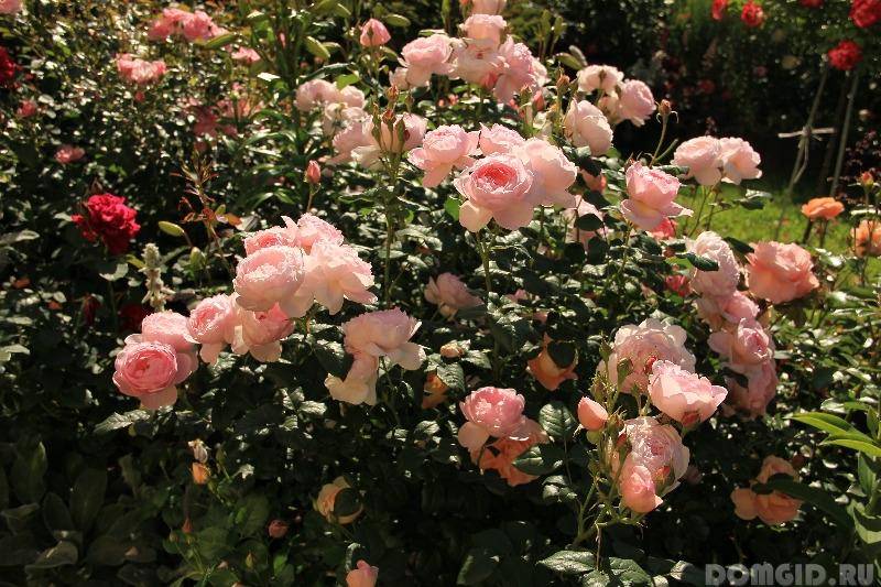 Розы пионовидные. выращивание и уход за ними
