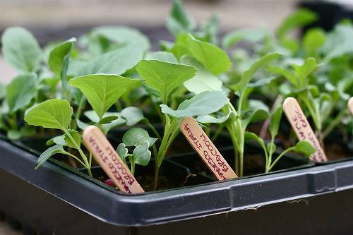 Как вырастить савойскую капусту в открытом грунте