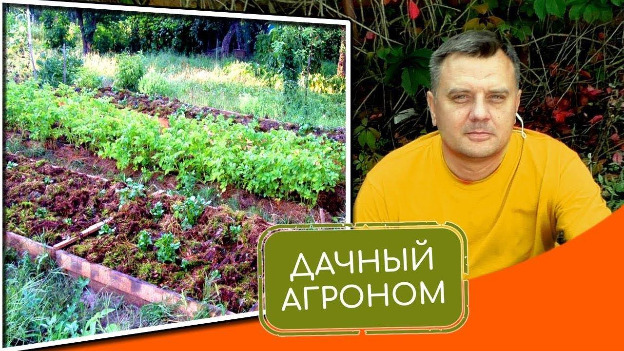 Как подготовить почву для томатов в теплице весной