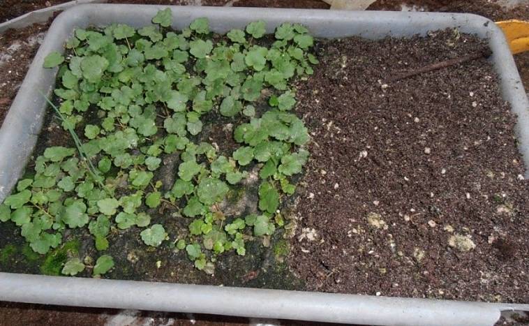 Особенности выращивания гейхеры в саду. как посадить, ухаживать и размножать.