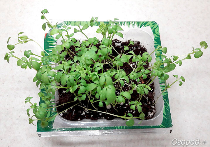 Руководство по микрозелени: что это такое и как выращивать в домашних условиях