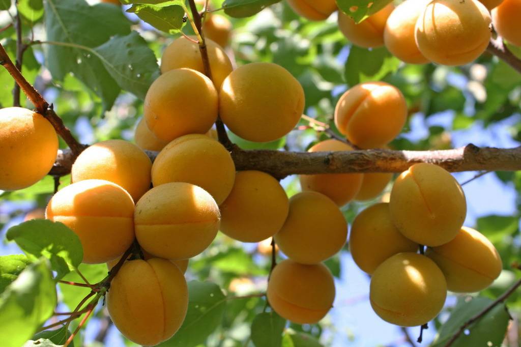 Когда и как успешно привить абрикос без лишних хлопот