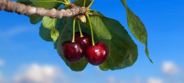 Высокоурожайная вишня молодежная — зимостойкий и крупноплодный сорт