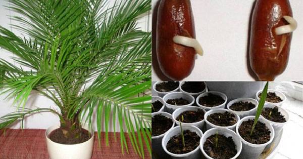 Пальма домашняя – разнообразие видов и тонкости выращивания
