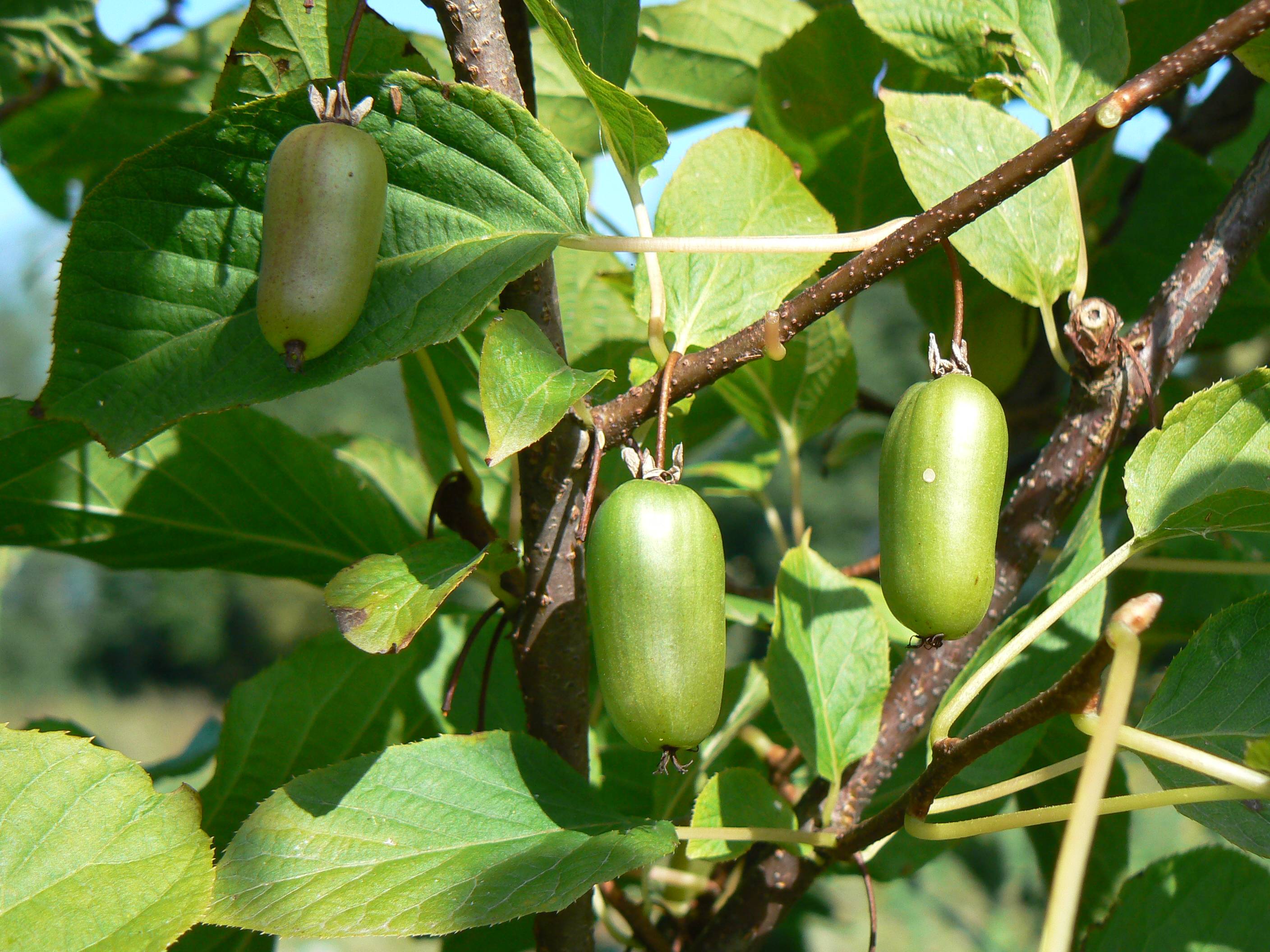 Актинидия коломикта: особенности выращивания северного киви