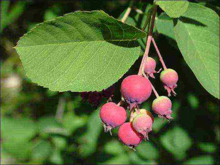 Ирга: обзор ягодного кустарника и секреты его выращивания