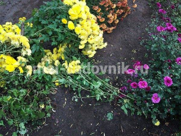 Хризантема мультифлора (шаровидная) — выращивание и размножение