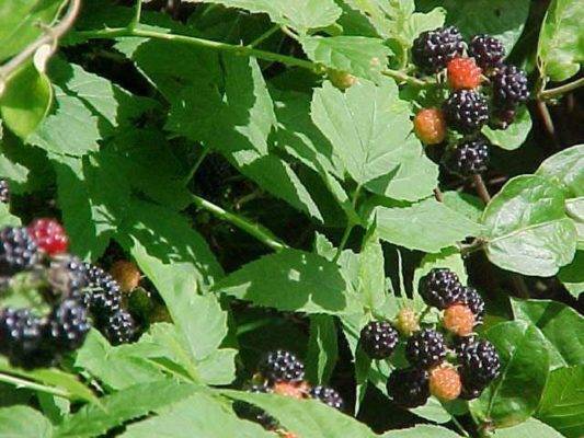 Ежевика: виды и лучшие сорта для выращивания в разных регионах россии, беларуси и на украине