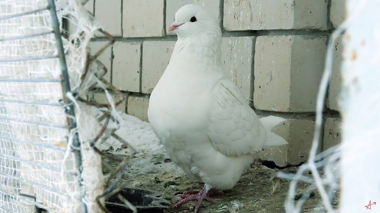 Выращивание голубей: содержание, уход и выращивание породистых голубей. советы для начинающих (90 фото и видео)