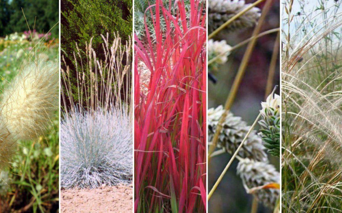 Декоративные злаки и травы в ландшафтном дизайне