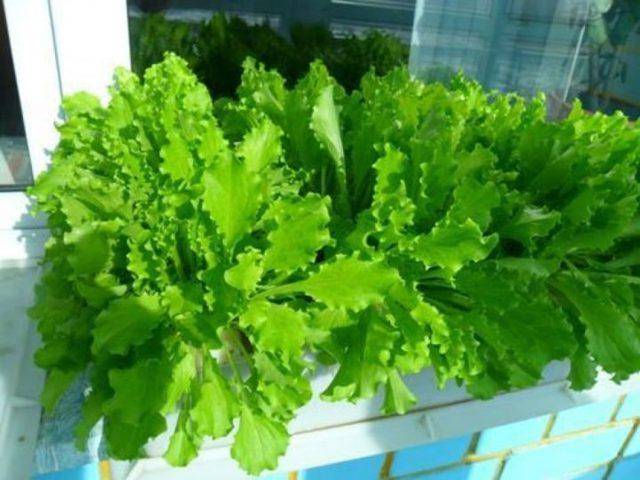 Как вырастить зелень на подоконнике зимой, витамины на столе круглый год