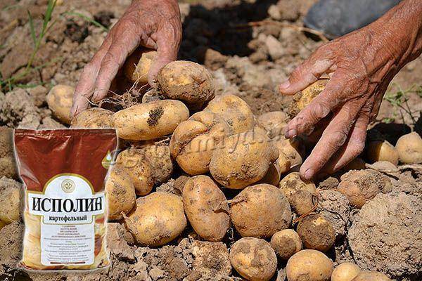 Удобрение для картофеля при посадке: основные подкормки и схемы их внесения
