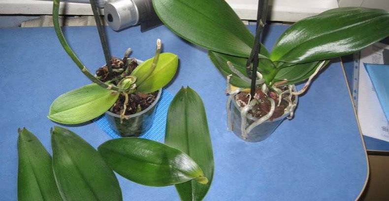 Как спасти орхидею без листьев, но с корнями?