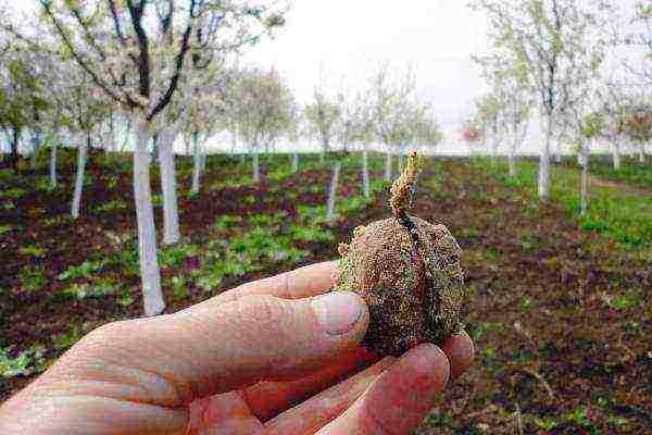 Посадить и вырастить грецкий орех на даче совсем не сложно