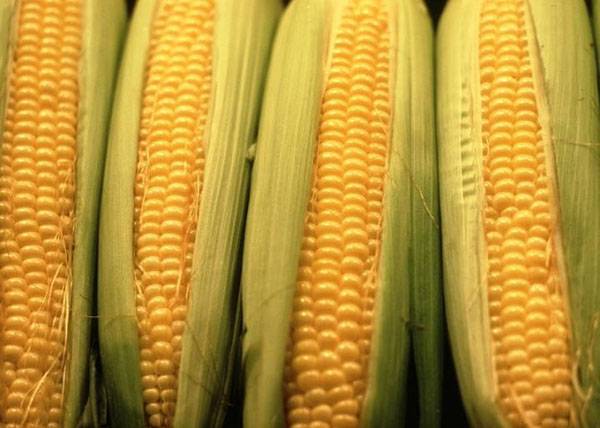 Сроки и способы уборки кукурузы