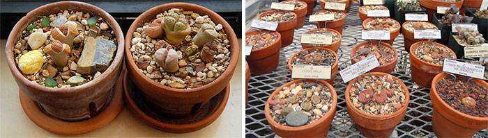 Литопсы – удивительные растения похожие на камни