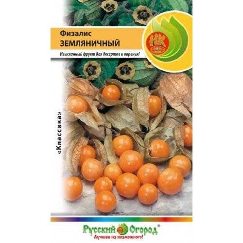 Выращивание съедобного физалиса: посадка на рассаду, уход в открытом грунте до урожая