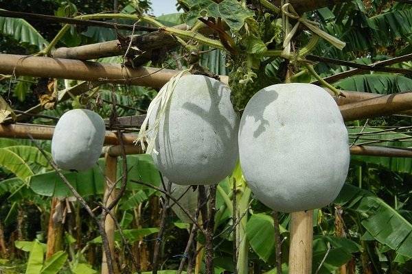Как выращивать восковую тыкву бенинказа: особенности посадки и ухода
