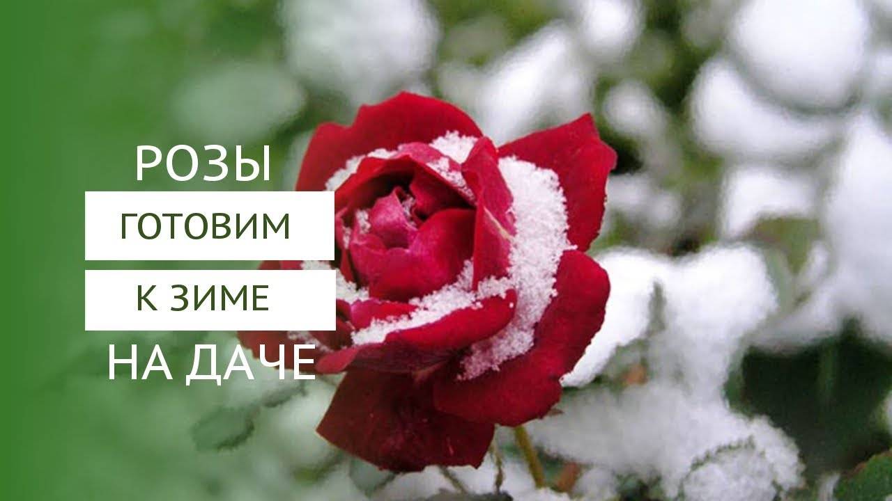 Как укрыть розы на зиму. 5 простых шагов как подготовить розы к зиме.