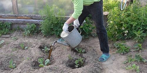 Как и когда высаживать рассаду капусты в открытый грунт на постоянное место